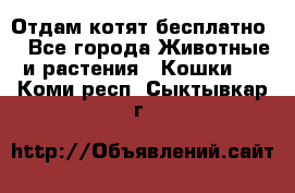 Отдам котят бесплатно  - Все города Животные и растения » Кошки   . Коми респ.,Сыктывкар г.